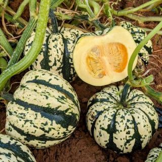 Heart of Gold Winter Squash Thumbnail